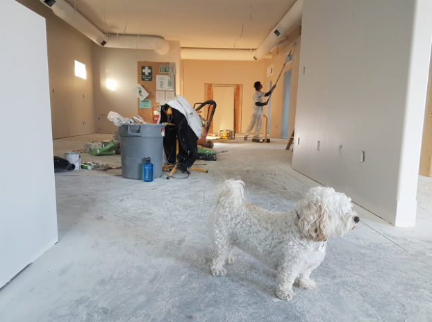 Picture of a small white dog standing in the middle of a home remodeling job site with a painter working in the background